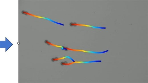 ImageJ+matlab识别细胞或微粒轨迹并添加彩色路径