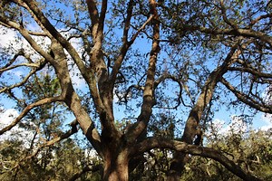 Sand Live Oak (Quercus geminata) - The Virtual UCF Arboretum