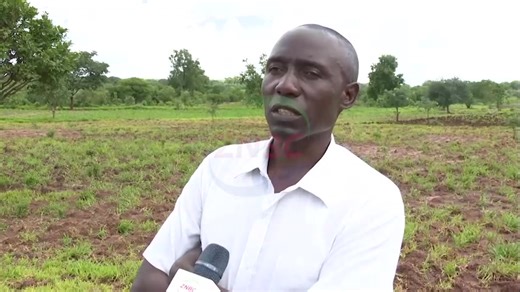 Grasshoppers and Army Worms Ravage Maize Fields in Livingstone Over 500 households in Livingstone West and Nasanzu camps have had their maize fields attacked by swarms of short-horned grasshoppers, while more than 100 hectares have also been affected by army worms. Livingstone West Camp Agriculture Assistant Francis Sikankwanda confirmed the situation, noting that although government has been supplying pesticides, controlling the grasshoppers remains difficult as they spread beyond crop fields i