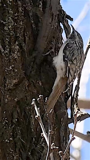 12K views · 141 reactions | Brown creepers blend with the bark while spiraling up trees for insects. One spider eaten can help fuel nearly 200 feet of vertical ascent according to Cornell University. Listen for their high-pitched call then look for their rapid motion. #tuesdaytweet #mdcdiscovernature Mike Blair | Missouri Dept. of Conservation | Facebook