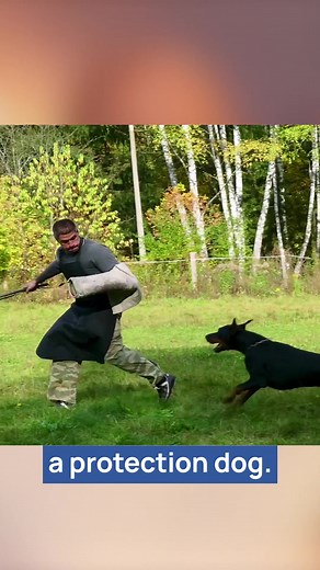 Why Dobermans Reign Supreme: Unveiling Their Unique Traits