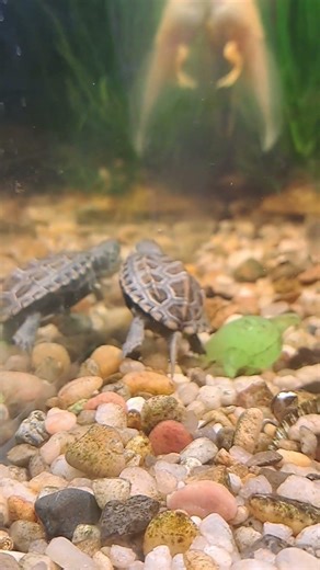 reeves turtle & Albino bullfrog #tadpoles #frog #aquarium #albino #fyp #foryou #viralvideo