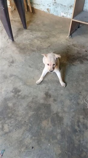 🐕dog timeout 🐕 #newpuppy #puppylove #dogs #viral #video #shorts