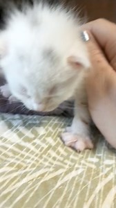 38K views · 1.3K reactions | Everybody LOOK! Baby JayJay. This clip...