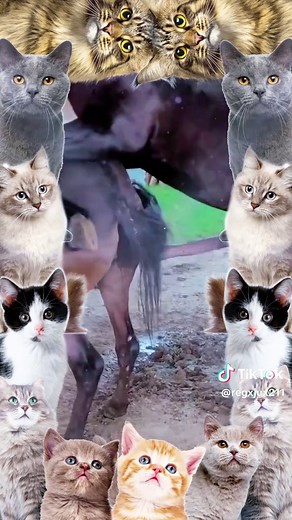 Heartwarming Dog Meeting Puppy Encounter