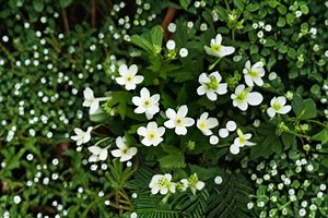 Canada Anemone Seeds: Native Wildflower, Pollinator Garden (100 Seeds) - Etsy