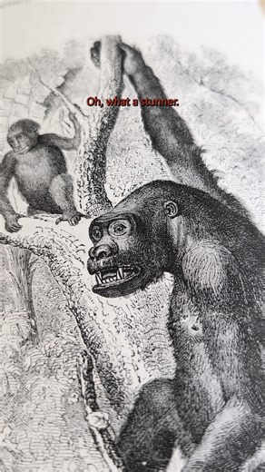 Weird animal illustrations episode 1 #animals #wildlife #nature #funny #funnyanimals #gorilla #rhino