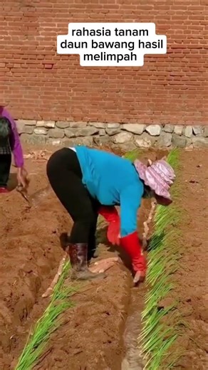 Rahasia tanam daun bawang #daunbawang #shorts