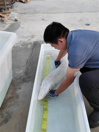 Cá Hoả Tiễn răng sắc như dao, đeo găng tay mà vẫn sợ, cá dữ đúng chuẩn. #beca #aquariumlife #thuysinhdep #viralvideo #xuhuong