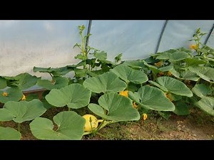 Hydroponic Pumpkin Update - Switched from Kratky to DWC