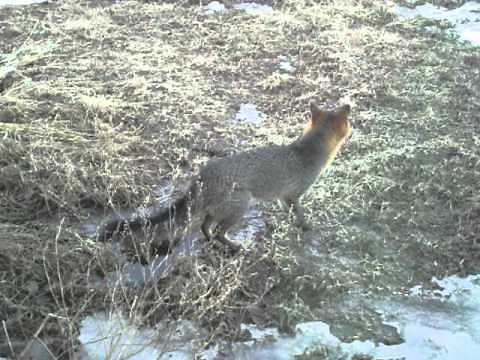 Rabid Fox
