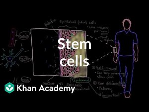 Stem cells | Cells | MCAT | Khan Academy