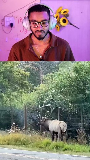1.6M views · 113K reactions | Humanity Still Alive! 歷爐 .........️.................. Thanks for watching #MrIlluma #DeerRescue #Kindness deer stuck in mud, people stop car to help, emotional rescue, humanity moment, saving animals | Mr Illuma | Facebook