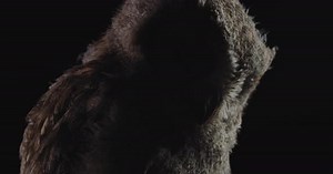 Baby Owl Is Blinking with Each Eye Separately, Wildlife, Fluffy Owl,