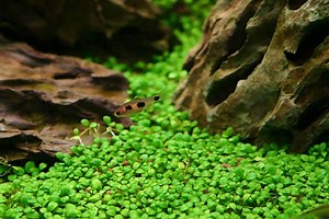 How to: Dry Start Method - Shrimp and Snail Breeder