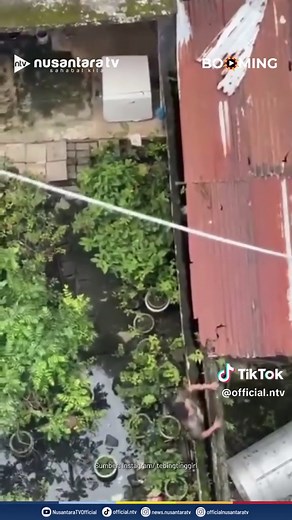 Seorang pemuda yang diduga terlibat dalam kasus pencurian menjadi sorotan setelah aksi pengejarannya di kawasan Simpang Kampung Lalang viral di media sosial. Dalam rekaman yang beredar, pria tersebut terlihat berusaha melarikan diri dengan berlari dan berpindah-pindah di atas atap bangunan untuk menghindari kejaran warga. Warga setempat mengaku beberapa barang, seperti AC, selang AC, dan jemuran, kerap hilang dalam beberapa waktu terakhir dan diduga terkait dengan aksi pelaku. Setelah sempat men