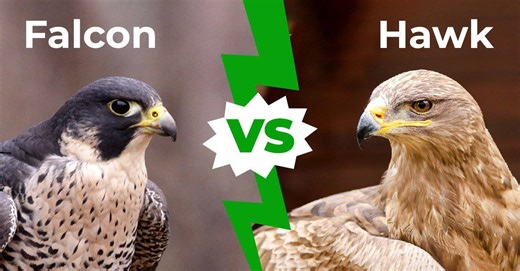 Falcon vs Hawk: 8 Main Differences Explained