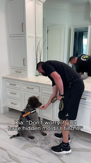 Your home is less than a year old—there’s no way it can have mold, right? Think again! Even newer homes can have hidden mold growth due to moisture issues, leaks, or improper ventilation. Mold doesn’t discriminate based on age—it can thrive in the most unsuspecting places. Don't wait until it spreads! Xia is ready to sniff out any hidden mold, no matter the age of your home. #HomeMaintenance #MoldAwareness #MoldDetection #K9MoldDetection #HomeSafety mold in new homes, hidden mold, mold inspectio