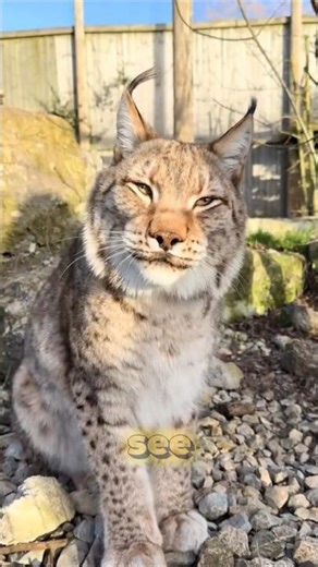 If You See This Cat In Your Yard, DON'T Touch It 😱