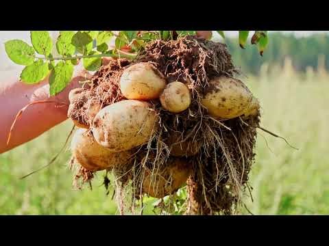 Early Civilization: The Foundation of Humanity