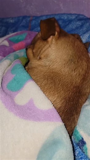 Buenos días amigos de coco y papi ❤️🐕 #perros #short #perritos #videoviralシ #cocoelenojon | El papi ringo