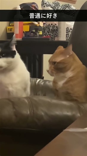 いちばん笑ったのはどの猫？ #にゃんこ #おもしろ猫 #猫動画