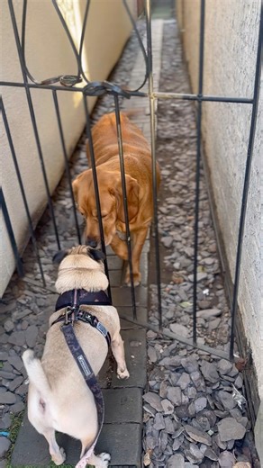 MEET MAC MY LAB FRIEND!! #pug #pugshorts #labradorretriever #cute