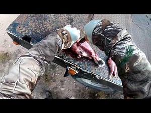 Field Dressing Rabbits (Cottontail)