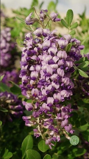 Texas Mountain Laurel #texasmountainlaurel #genistacaterpillar