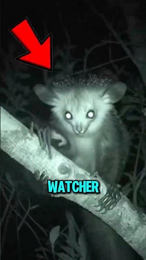 These Animals Can Detect Death… And Scientists Can’t Fully Explain!😱