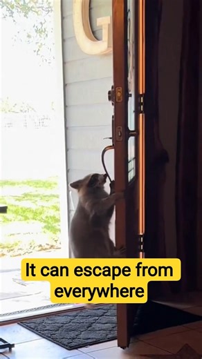 Animals That Can Escape Anything 🔓 (Professional Script) #shorts #anime