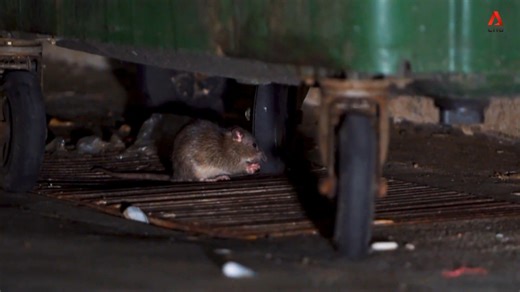 CNA Correspondent - Man Vs Rats