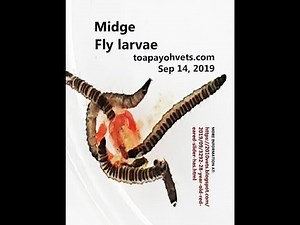 Video of midge fly larvae and one pupa seen in a red-eared slider