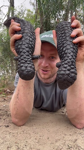 Fascinating Facts About Female Shingleback Lizards