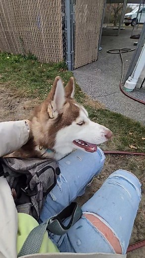 Are you looking for a young HAPPY HUSKY?? Jack is your boy ❤ This lovable redhead is all about humans, zoomies, and soaking up every bit of attention he can get. This gentle soul was found wandering the streets with his sister, Jill. Both are now safe, thriving, and ready for their next adventure. Jill is available for adoption as well, and while the pair can absolutely be adopted together, they're also perfectly happy to head to separate loving homes. If you're searching for a cool dude with a 