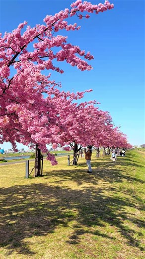スカイツリーが見える超穴場河津桜スポットが満開を迎えてたよ🌸 ピクニックもできる最高のお花見スポット🌸 📍江戸川河川敷緑地 #スカイツリー#河津桜#千葉 #skytree #cherryblossom