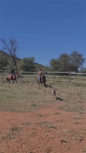 Galloping good times at our Horse Skills & Thrills Day! The kids explored the farm, hunted for grooming equipment, matched treats to horses, raced through horse jobs, and got creative painting horses and bedazzling manes!  Missed out? Drop a  below to join our next adventure! #horseskillsday #kidsandhorses #horsefun | Pasio Life | Facebook