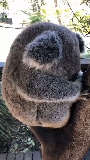 Perfect Shoot 😍 #KoalaCuteness #KoalaVibes #KoalaLove #KoalaLife #KoalaAdventures #KoalaKraze #SnuggleWithKoalas #KoalaDreams #KoalaCutie #KoalaGoal | Koala The Survivor