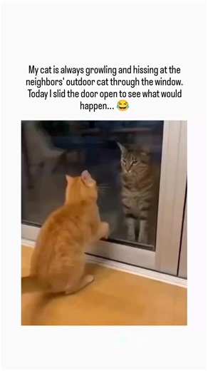 Trend Decodes on Instagram: "The video depicts an orange indoor cat, previously growling at a gray tabby outdoor cat through a window, gently touching paws with it after the door opens, subverting expectations of aggression for a wholesome twist. Posted by @depressionlesss , an account sharing daily cute animal content, the clip amassed 12,180 likes and 774,115 views in under a day, tapping into viral trends of surprising pet interactions. Replies mix amusement with skepticism, as multiple users