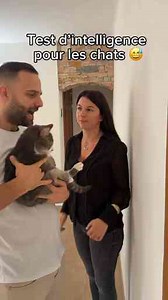 On fait un test d'intelligence pour les chats 😅