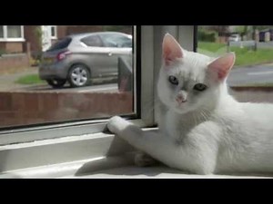 What makes the UK's Happiest Cat so happy?