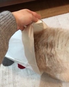 Catching a Cat 101 | Cats Doing Things