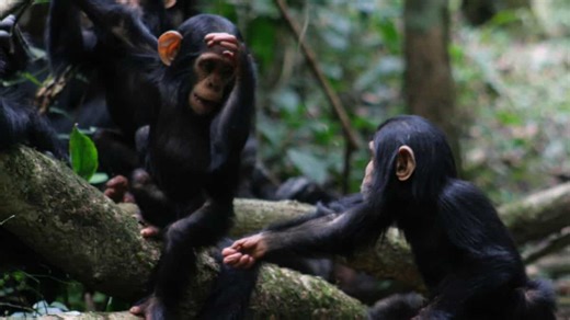 Humans capable of understanding signs and gestures used by apes: Study