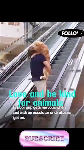 Heartwarming Moments of Animal Love Cutest Animal Bonds Ever