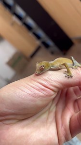 65K views · 895 reactions | Madagascar is home to the most interesting species of geckos in the world!  Amongst them is the Uroplatus phantasticus aka Satanic Leaf Tailed Gecko 年 Ever since I was a little kid I have been mesmerized by this particular species and I don’t know if that will ever change. Eventually I will set up a breeding room for these guys but for now #phantasticus #leaftailgecko #leaftailed #gecko #geckos | TikisGeckos | Facebook