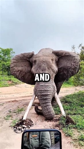 The Incredible Science Behind Elephant Feet!#shorts