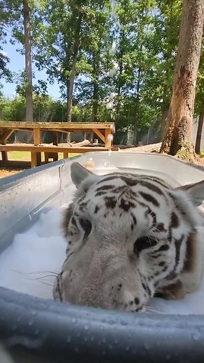 Exploring Tiger World NC with White Tiger Bubble Beard