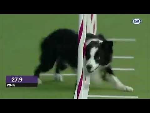 Back-to-Back Champion! P!nk the Border Collie Wins 2019 WKC Agility 16” Class