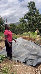 Bio-slurry is a free, nutrient-rich liquid organic fertilizer produced when animal manure is broken down in a biogas digester. It’s packed with Nitrogen, Phosphorus, and Potassium — helping your crops grow stronger while restoring soil health 🌱 Animal waste doesn’t go to waste! Visit https://bit.ly/3VTLWL0 to order a bio digester today. #UpishiBoraAfyaBora #SDG7 #EnDev #CleanCooking #EnergyAccess | Caleb Karuga