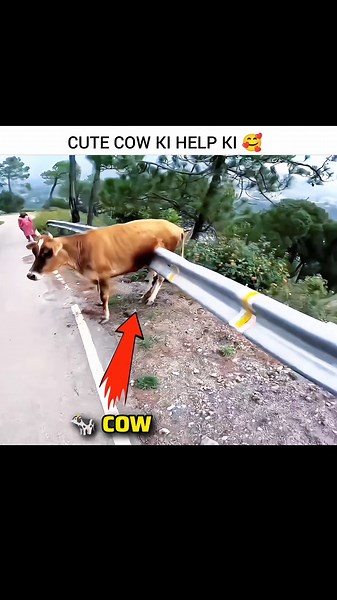🐄𝗖𝗼𝘄 𝗙𝗮𝘀 𝗚𝗮𝘆𝗶 𝗧𝗵𝗶 🥹💥 𝗠𝗼𝘁𝗼𝘃𝗹𝗼𝗴𝘀 #shorts #cow #youtubeshorts #viral #motovlog